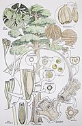 Profile Picture of Stamnostomaon Wikipedia