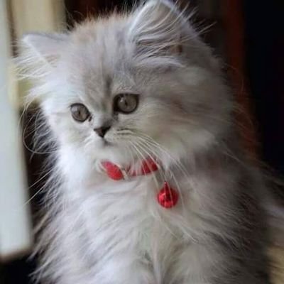Profile Picture of Noha Abdallah (@NohaAbd85300741) on Twitter