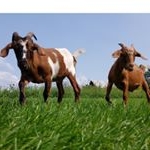 Profile Picture of Trevor and Finn (@trevor_finn) on Instagram