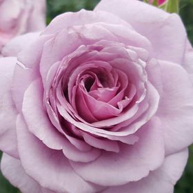 Profile Picture of Tabitha Pratt-Esser (@prattesser) on Pinterest
