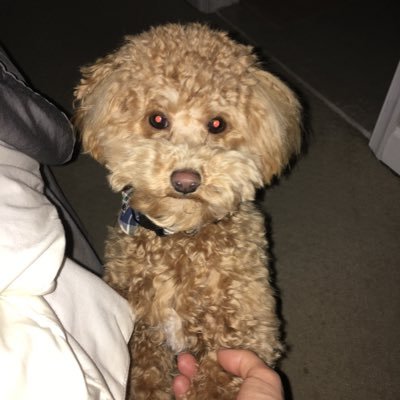 Profile Picture of Andrew Lieberman (@LiebermanAndrew) on Twitter