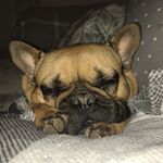 Ronnie Barker Bean - Instagram Profile Picture of Ronnie Barker Bean (@ronskibarkerbean) on Instagram