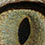 Profile Picture of Cynthia Key (@flickmybick2011) on Flickr