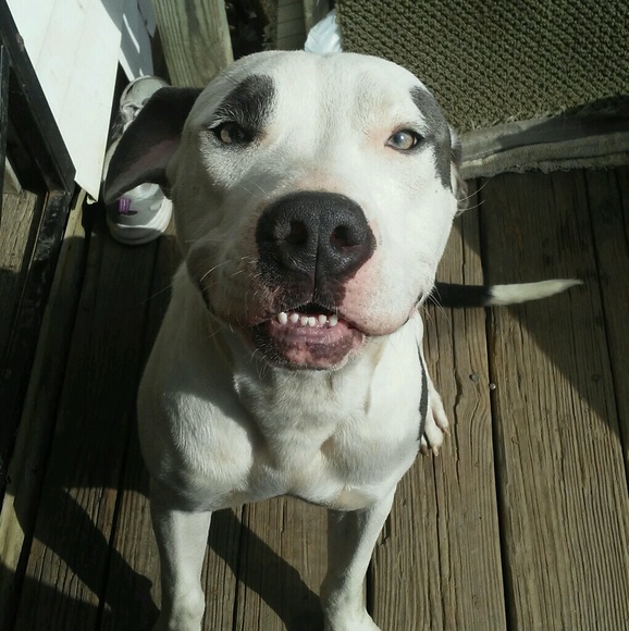 Profile Picture of Michael Ducat (@ducatmike) on Poshmark