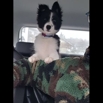 Profile Picture of Sam Demmer (@sdemmer1) on Twitter