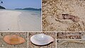 Profile Picture of Branchiostoma belcherion Wikipedia