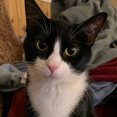 Profile Picture of LucyLoo RIP CoolChloe  🐾 (@RockyTopKittyCT) on Twitter
