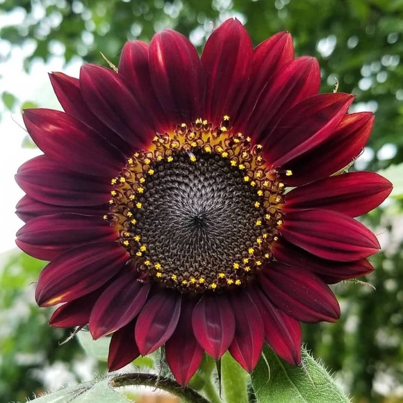 Profile Picture of Lisanne Paprota (@lpap679) on Poshmark