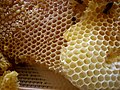 Profile Picture of Beeswax - Wikipediaon Wikipedia