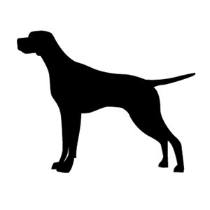 Bob Rosinsky - Twitter Profile Picture of Bob Rosinsky (@TopDogImaging) on Twitter