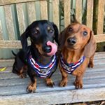 Profile Picture of Kevin & Baxter (@kevandbax) on Instagram