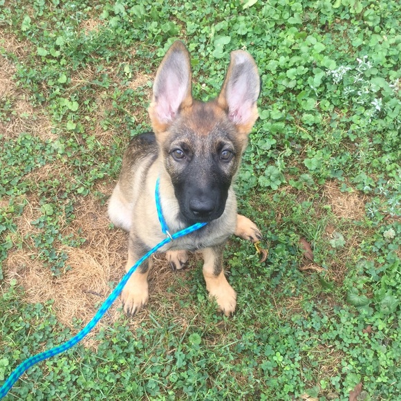 Profile Picture of Josie Shelinsky (@josie215) on Poshmark