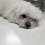 lily ocampo - Instagram Profile Picture of lily ocampo (@lily_boost) on Instagram