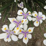 Profile Picture of Jeanette Baker (@jb_massage) on Instagram