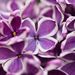Profile Picture of B Leah (@cobblehillB) on Pinterest