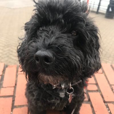 Profile Picture of Alice Hall (@Ithier) on Twitter