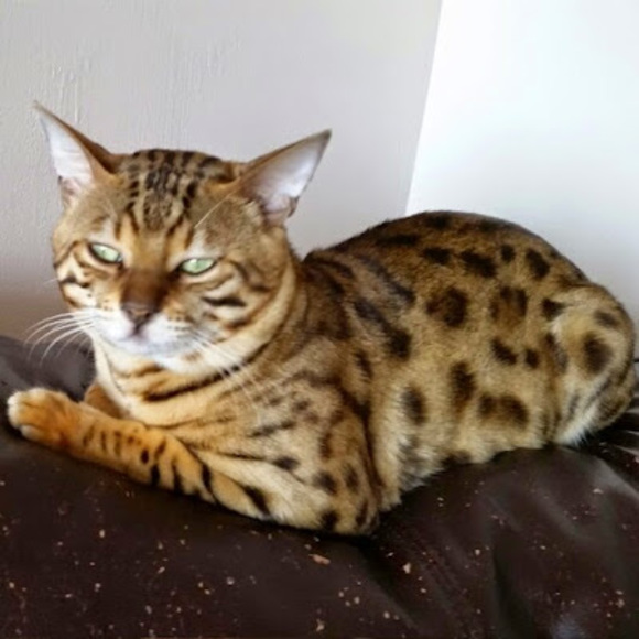 Profile Picture of Simo Simo (@simo25) on Poshmark