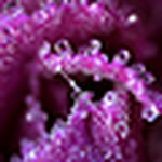 Profile Picture of Christopher Bishop (@blue rabbits kill) on Flickr