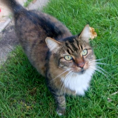 Profile Picture of Arpad Kovacs (@arpadkovacs3) on Twitter