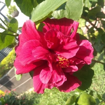 Profile Picture of Lucy Diana Yao (@LucyDianaYao1) on Twitter