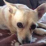Leo McClellan - Instagram Profile Picture of Leo McClellan (@leothechihuahua) on Instagram