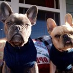 Profile Picture of Howard & Gustavo (@buckhead.frenchies) on Instagram