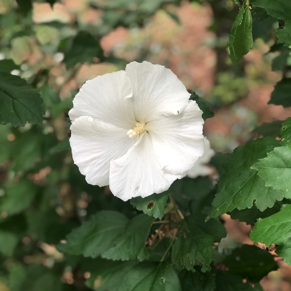 Profile Picture of Amber Danielson (@amber_danielson) on Poshmark