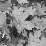 Profile Picture of Gary McMeekin (@ben_rhyos_thomas) on Instagram