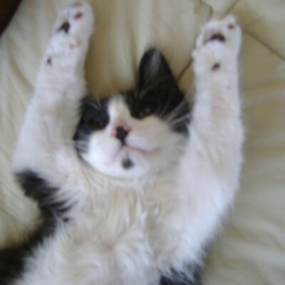 Profile Picture of Monica  Olivarez (@molivarez1) on Twitter