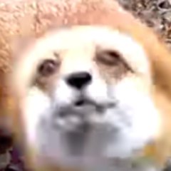 Profile Picture of Josh Belew (@GlazeyTheWorst) on Twitter