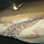 Profile Picture of Linda F2 (@linda f2) on Flickr