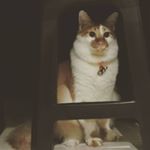 Profile Picture of Steven Ong (@ong_steven_ong) on Instagram