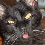 Profile Picture of Leslie Tuffield (@lesliet50) on Pinterest