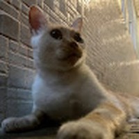 Profile Picture of Ernest Kwan (@ernest-kwan-8) on Quora