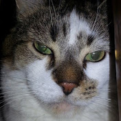 Profile Picture of Eric Nesheim (@b2sfilms) on Youtube