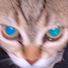 trishacrosby255 - Tiktok Profile Picture of trishacrosby255 (@trishacrosby255) on Tiktok