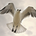 Profile Picture of Guillermo Alvarez (@guillermo alvarez2) on Flickr