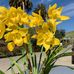 Profile Picture of Dianne Ferrell (@dianne.ferrell.3) on Facebook