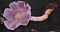 Profile Picture of Porpolomopsis lewelliniaeon Wikipedia