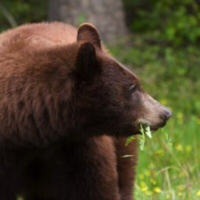 Profile Picture of Doug Wade (@Doug_Wade) on Twitter
