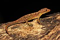 Profile Picture of Mahabal's day geckoon Wikipedia