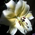 leah kate Clifton - Instagram Profile Picture of leah kate Clifton (@leah_h_m_durant) on Instagram