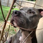 Profile Picture of Michael lambert (@kis4kane) on Instagram