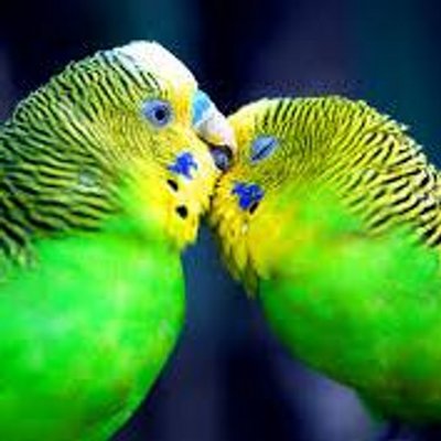 Profile Picture of Rosa Ortiz (@kilombo01cora) on Twitter