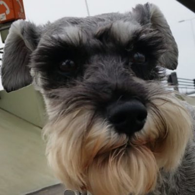 Profile Picture of LisaKP (@WeeseLisa) on Twitter