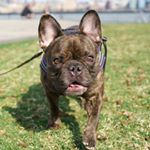 Profile Picture of FIONA (@fiona_sassafras) on Instagram