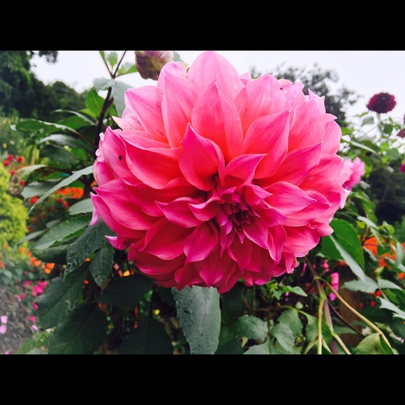 Profile Picture of Vanessa Oledan (@vanessa0418) on Poshmark