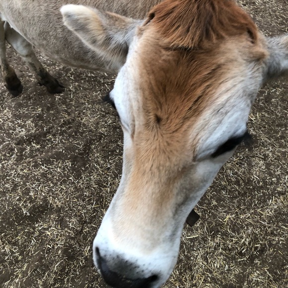 Profile Picture of Amy Schneider (@amyschneider540) on Poshmark