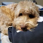 Profile Picture of Jodi Leventhal (@joleven18) on Instagram