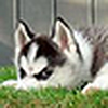 Profile Picture of The EvilDog (@The EvilDog) on Flickr
